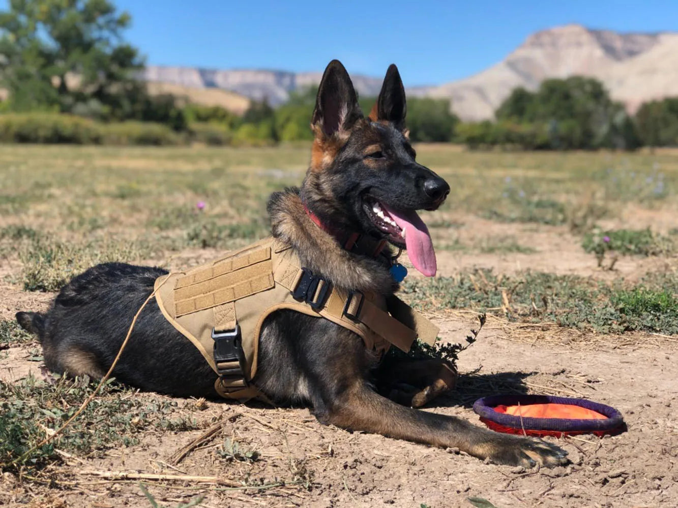 Tactical Training Harness and Accessories for Dogs