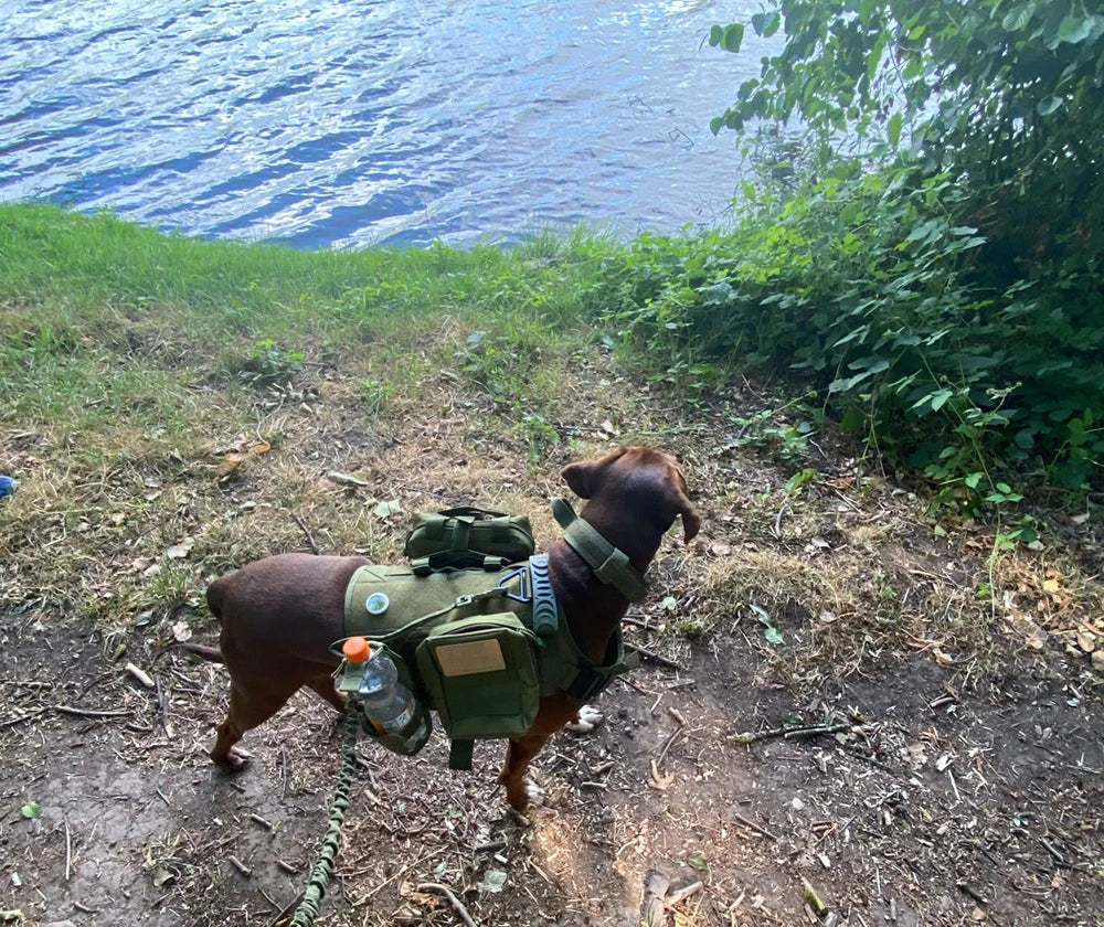 Tactical Training Harness and Accessories for Dogs