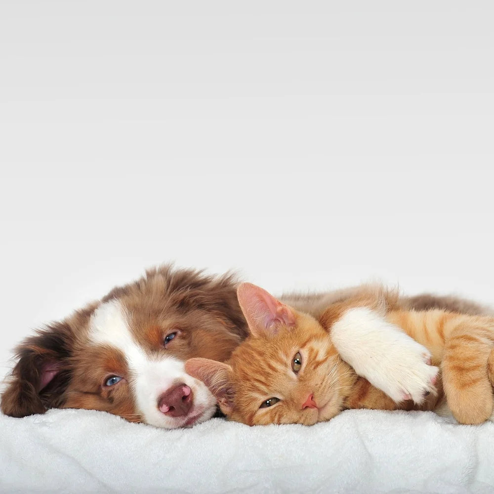 19-21 in, Non-Slip Dog Bed Replacement Cover