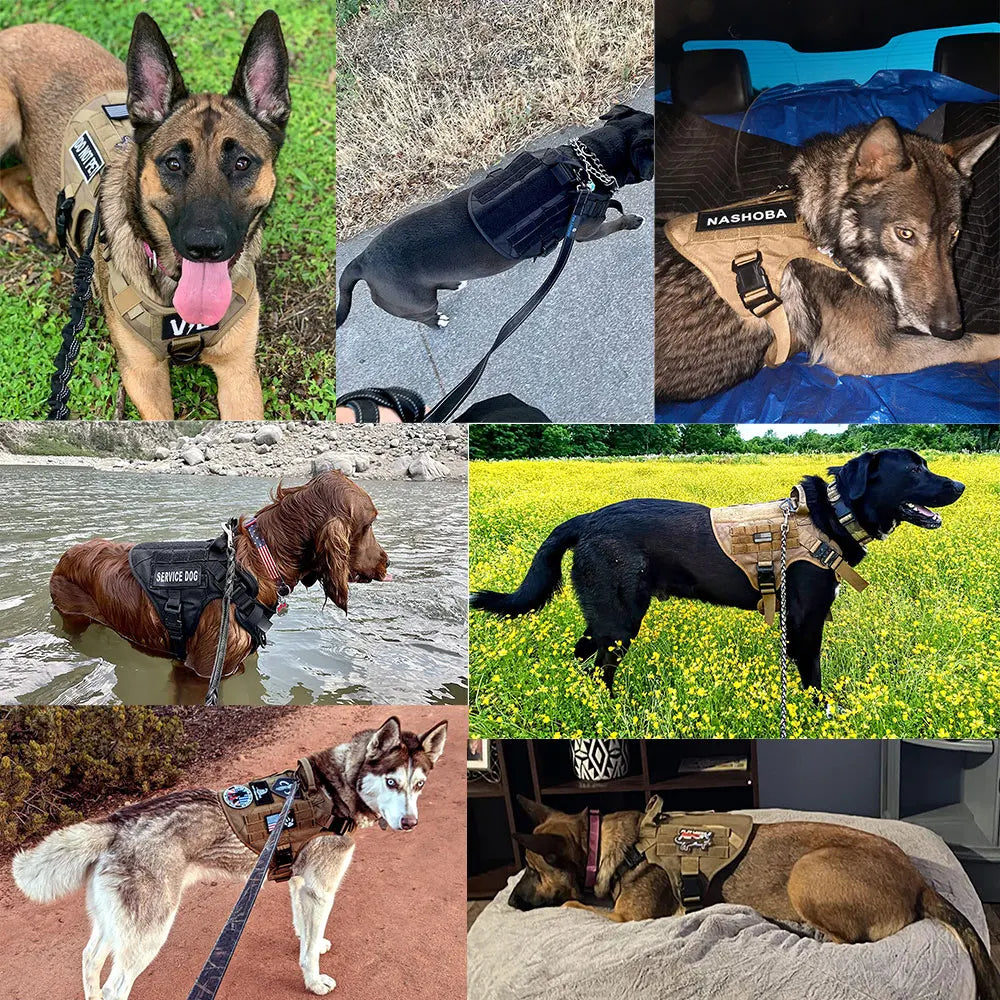 Large Dog Tactical Training Harness and Leash Set